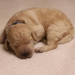 Beau - Apricot male Goldendoodle puppy in Macclenny, Florida from Baker County Goldendoodles