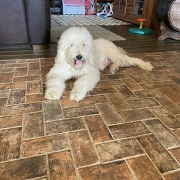 Goldendoodle All Grown Up from Spring Prairie Doodles