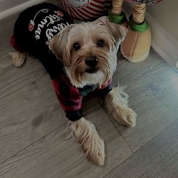 Draco - Yorkshire Terrier
