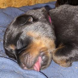Pink collar - Black and mahogany female Rottweiler puppy in Linthicum, Maryland from Of The Saints Rottweilers