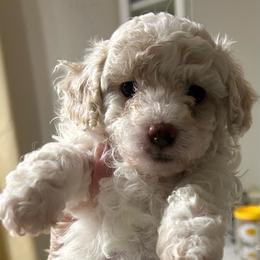 Chester - Parti male Poodle puppy in Mineral Wells, Texas from S.H.A.R.P.’s Toy Poodles