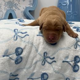 Orange - Yellow male Labrador Retriever puppy in Heath Springs, South Carolina from Rich Hill Retrievers