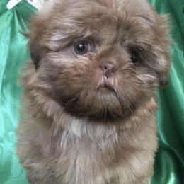 Shih Tzus from B A’s. Shih Tzus