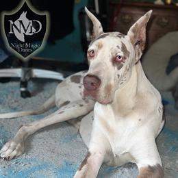 Opal - Great Dane