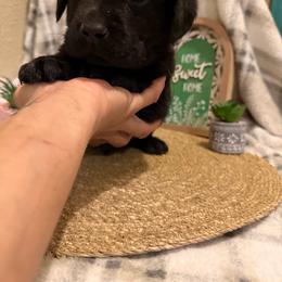 Pink - Black female Labrador Retriever puppy in Wittmann, Arizona from AM Labradors