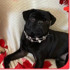 Jack - Pug