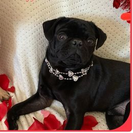Jack - Pug