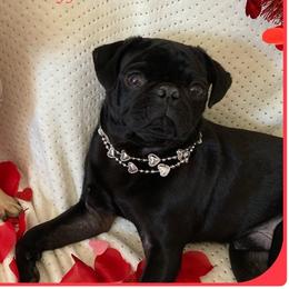 Jack - Pug