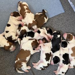 English Springer Spaniel puppies from vom King-Charles