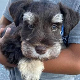 Miniature Schnauzer Puppies from Beyond Blessed Pawz