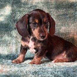 Marlin - Black and tan male Dachshund puppy in Lincoln, Arkansas from Red Dirt Dachshunds