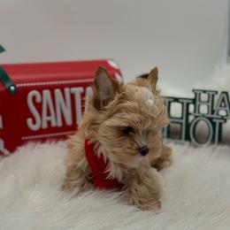 Indie - Gold male Yorkshire Terrier puppy in Benton, Illinois from Furry Tailz Yorkies