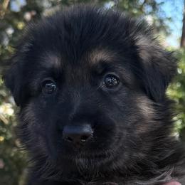 Floyd - Black and tan male German Shepherd puppy in Central Florida, Florida from Vom Furstenhund