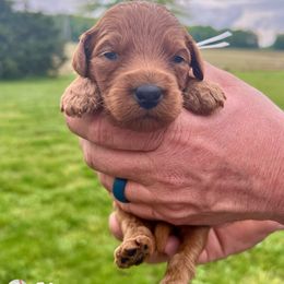 Bernedoodle and Goldendoodle Puppies from Brunsman Country Doodles LLC