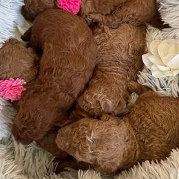 Goldendoodle puppies from Midwest Timberland Pups