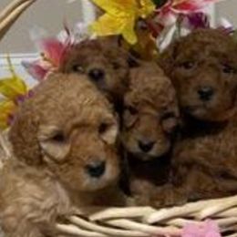 Australian Labradoodle, Double Doodle, Goldendoodle, and Poodle Puppies from Karla Schwarz