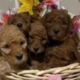 Australian Labradoodle, Double Doodle, Goldendoodle, and Poodle Puppies from Karla Schwarz