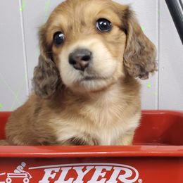 Dachshund Puppies from FleuryDachs