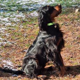 Gordon Setters from Northernlights Gordon Setters