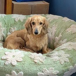 Jasper - Dachshund