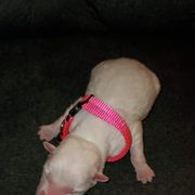 Sporty Mix Puppies from Eternal Symmetry
