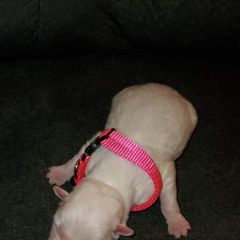 Sporty Mix Puppies from Eternal Symmetry