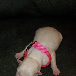 Sporty Mix Puppies from Eternal Symmetry