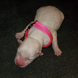Sporty Mix Puppies from Eternal Symmetry