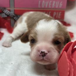 Girl 2 - Blenheim female Cavalier King Charles Spaniel puppy in Stilwell, Oklahoma from Love Bug Cavaliers