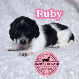 RUBY - Piebald female Dachshund puppy in Columbia, Louisiana from Diamond 5R Ranch AKC & CKC Miniature Dachshunds