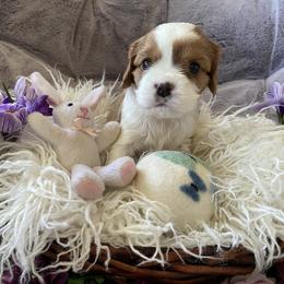 Winston - Blenheim male Cavalier King Charles Spaniel puppy in Orrville, Ohio from Heart of a Cavalier