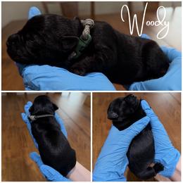 Woody - Black male Miniature Schnauzer puppy in Victorville, California from West Coast Crown  Miniature Schnauzer