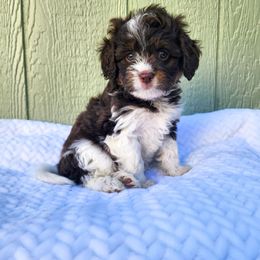 Hazelnut - Tri-color female Cavapoo puppy in Nampa, Idaho from Heart Mountain Cavaliers & Floating Feathers Kennel