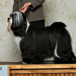 Tibetan Terrier Puppies from Rama Kha Tibetans