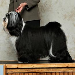 Tibetan Terrier Puppies from Rama Kha Tibetans