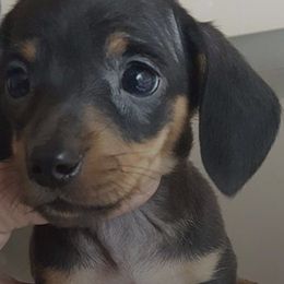 Dachshunds and German Shepherds from Whisper Gray