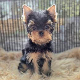 Echo - Blue and gold male Yorkshire Terrier puppy in Battle Ground, Washington from Joyful Yorkies
