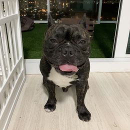 London - French Bulldog
