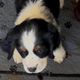 Max - Black white and tan male English Springer Spaniel puppy in Sonora, California from Sonora Hills ESS