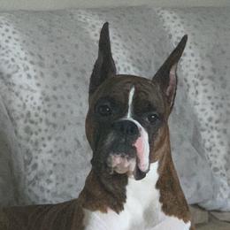 Boxers from Sarah Neely
