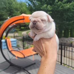 French Bulldog Puppies from Frenchie D'lite