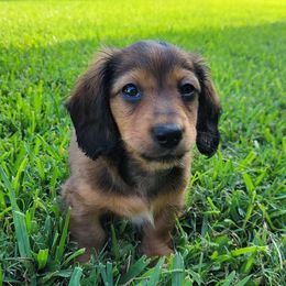 Dachshunds from Texas Mini Dachs