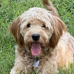 Kitty - Goldendoodle