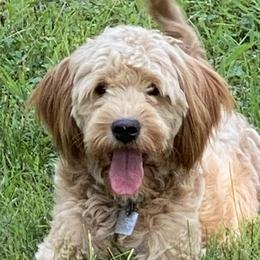 Kitty - Goldendoodle