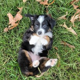 Australian Shepherd, Miniature Australian Shepherd, and Toy Australian Shepherd Puppies from Rumour Has It Aussies