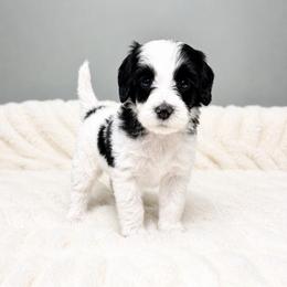 Porter - Black male Australian Labradoodle puppy in Springfield, Ohio from Dawson & Daryn's Royal Companions