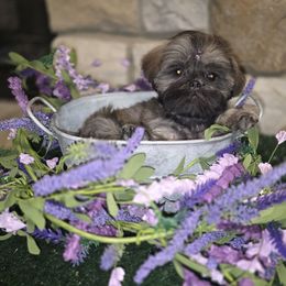 Cinnamon AKC Champion Bloodline - Brindle female Shih Tzu puppy in Kings Mountain, North Carolina from Britany's Shih Tzus