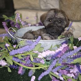 Cinnamon AKC Champion Bloodline - Brindle female Shih Tzu puppy in Kings Mountain, North Carolina from Britany's Shih Tzus