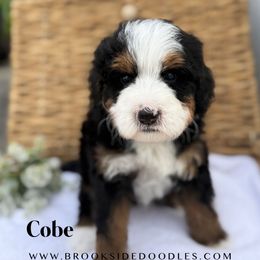 Cobe - Tri-color male Bernedoodle puppy in Murrieta, California from Brookside Bernedoodles
