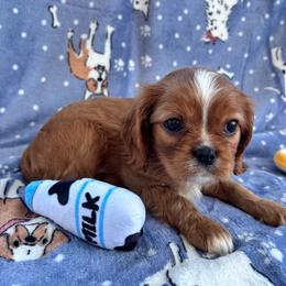 Girl 1 - Ruby female Cavalier King Charles Spaniel puppy in Avalon Beach, Florida from Cavaliers of Avalon